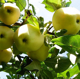 Яблоня домашняя 'Янтарь'