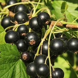 Смородина черная 'Сюрприз'