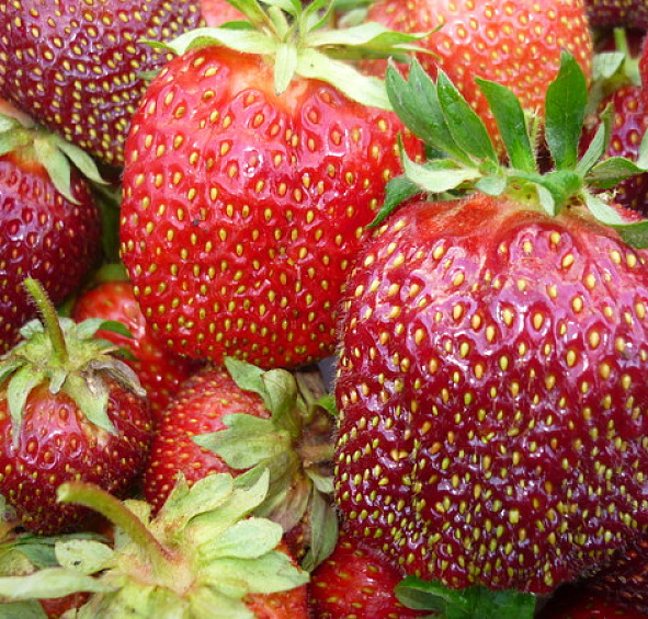 Земляника (клубника) 'Царица'