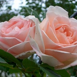 Роза 'Клэр Реннессанс' (шраб) (светло-розовая)