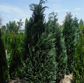 Кипарисовик Лавсона 'Колумнарис'