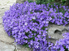 Колокольчик 'Пожарского' 