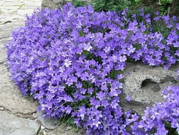 Колокольчик 'Пожарского' 