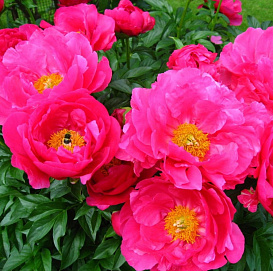 Пион молочноцветковый 'Паула Фей' (малиново - розовый)