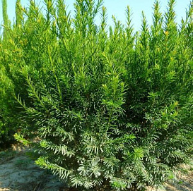 Тис средний 'Гроенланд'