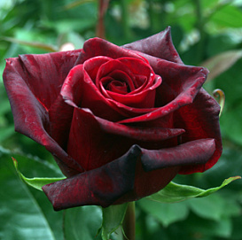 Роза 'Черная магия' (чайно-гибридная)