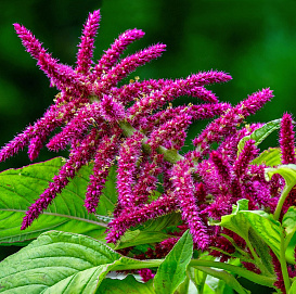 Семена Амарант