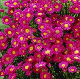 Астра новобельгийская 'Роял Руби' (пурпурно - розовая)