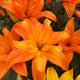Лилия 'Скубиду' (оранжевая)