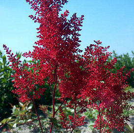 Астильба японская 'Ред Сентинел' (красная)