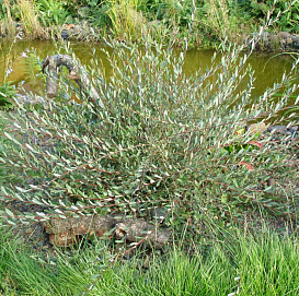 Ива пурпурная 'Маяк'