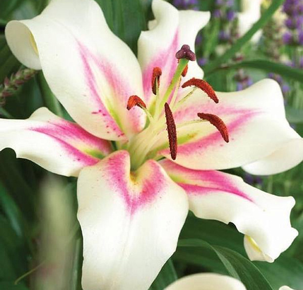 Лилия 'Бонбини' (белая с розовым)