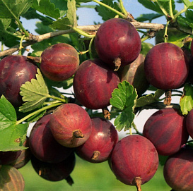 Крыжовник 'Финский красный'