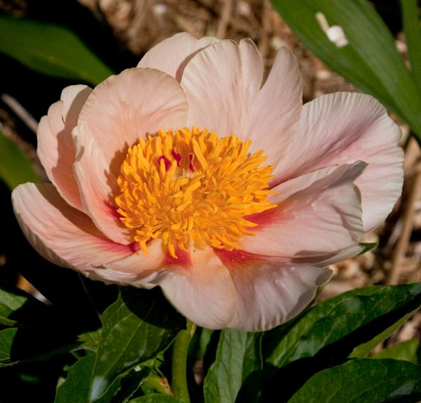 Пион молочноцветковый 'Эприкот Куин' (оранжевый светлый анемоноцветный)