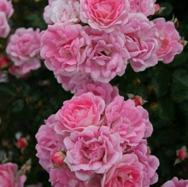 Роза 'Флирт 2011' (миниатюрная) (розовая)