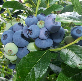 Голубика высокорослая 'Торо'