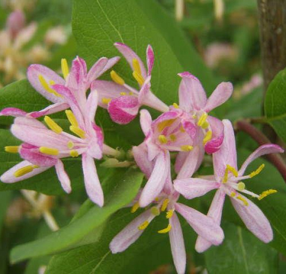 Жимолость Королькова