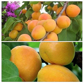 Абрикос 'Жигулевский/Чемпион Севера' (двойная прививка)