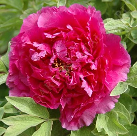 Пион древовидный 'Ред Дрес' (малиновый)