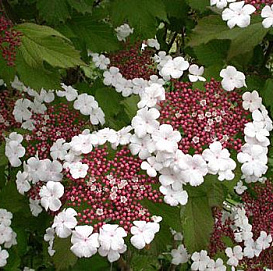 Калина Саржента