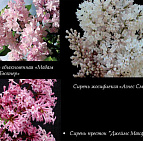 Фотоальбом Коллекция сиреней Коллекция сирени 22