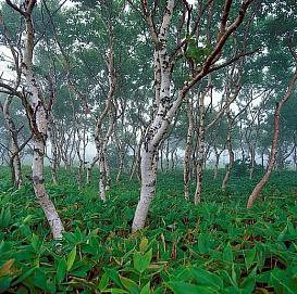 Береза Эрмана