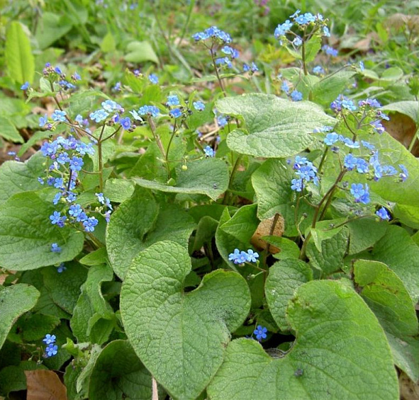 Бруннера крупнолистная