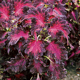 Колеус Блюма 'Драгон Блэк' (темно-красный с пурпурно-черными краями)