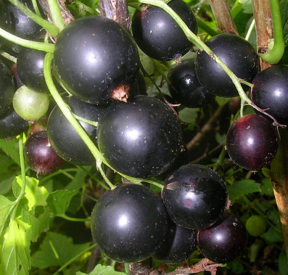 Смородина черная 'Дачница'