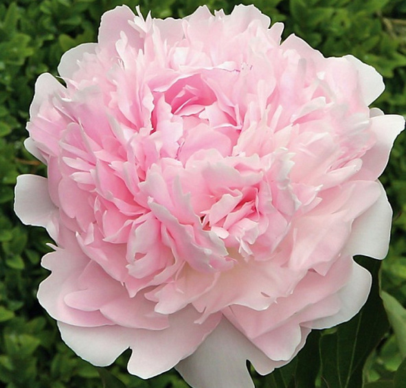 Пион молочноцветковый 'Алиса Хардинг' (розовый)