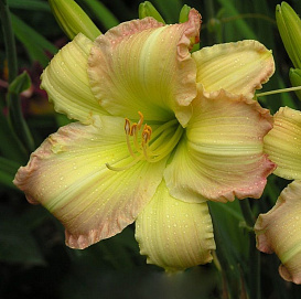 Лилейник гибридный 'Биг Смайл'