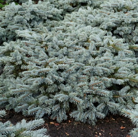 Ель колючая Карпатен (Karpaten)