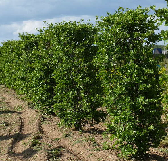 Боярышник сливолистный