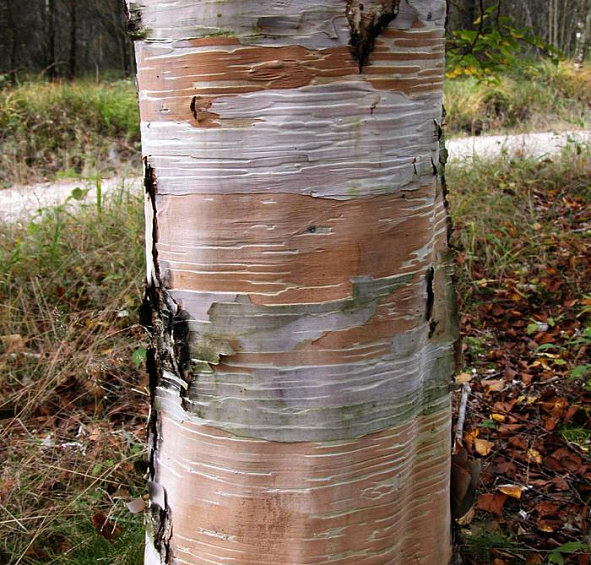 Береза Эрмана