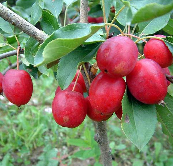 Яблоня декоративная 'Долго' (китайка)