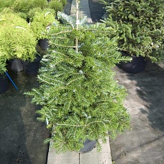 Пихта корейская 'Молли'