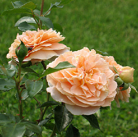 Роза 'Цервия' (флорибунда) (персиковая)