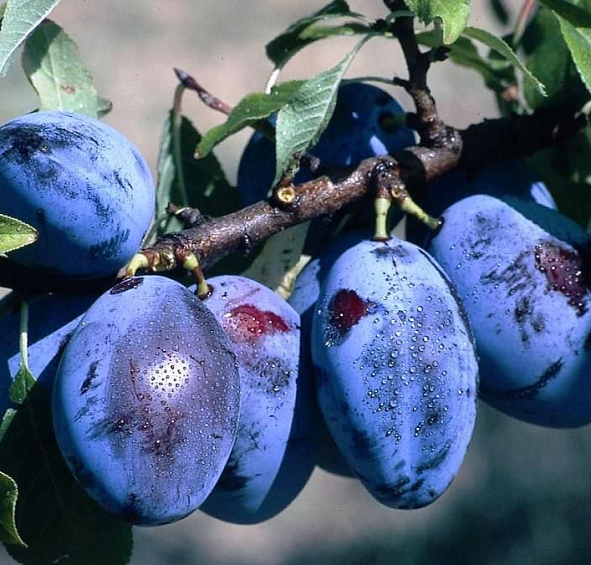Слива 'Чернослив'