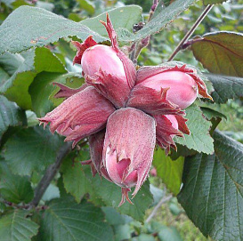 Фундук 'Екатерина'