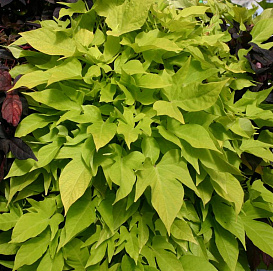 Ипомея батата (ампельная) 'Свит Каролина Лайт Грин'