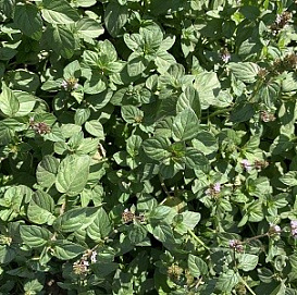 Мята перечная 'Мандарин'