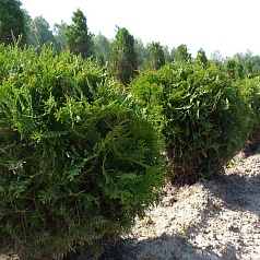 Туя западная 'Вудварди'