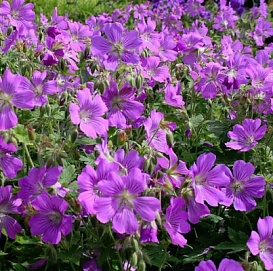 Герань гибридная 'Сирак'