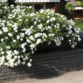 Роза 'Уайт Мейдиланд' (почвопокровная)