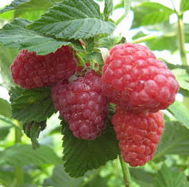 Малина 'Дочь Геракла'