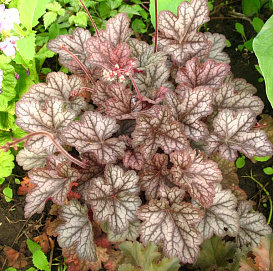 Гейхера гибридная 'Нептун'