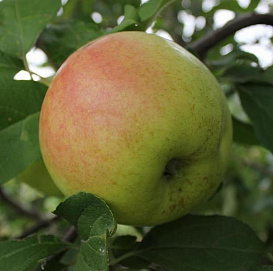 Яблоня домашняя 'Брянское Золотистое'