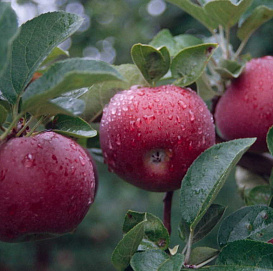 Яблоня домашняя 'Макинтош'