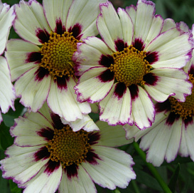 Кореопсис ланцетовидный 'Стар Кластер'