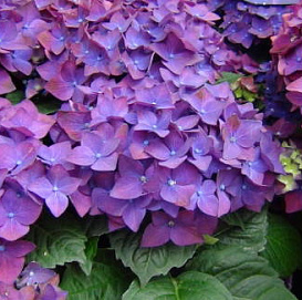 Гортензия крупнолистная 'Дип Перпл'
